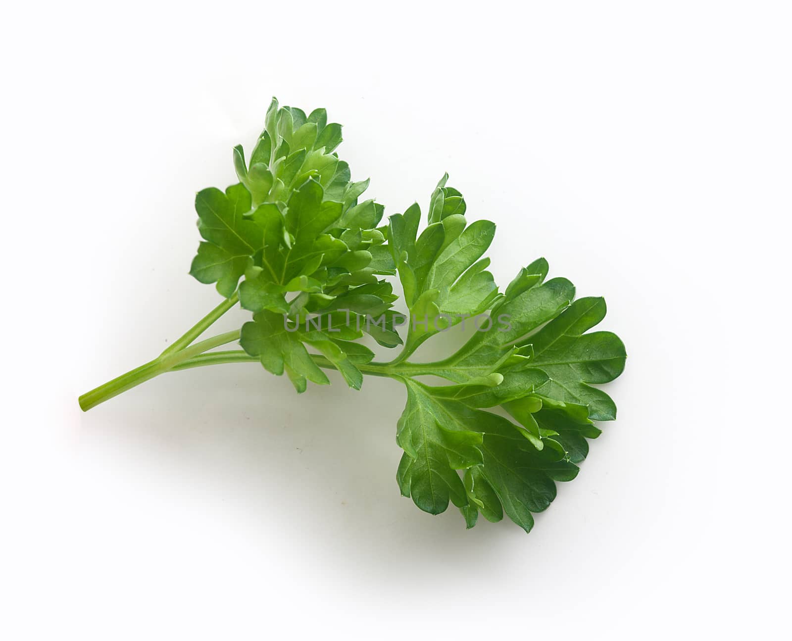 Isolated green branch of parsley on the white background