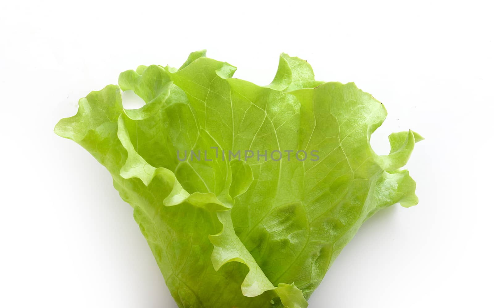 Top view of fresh green lettuce on the white background