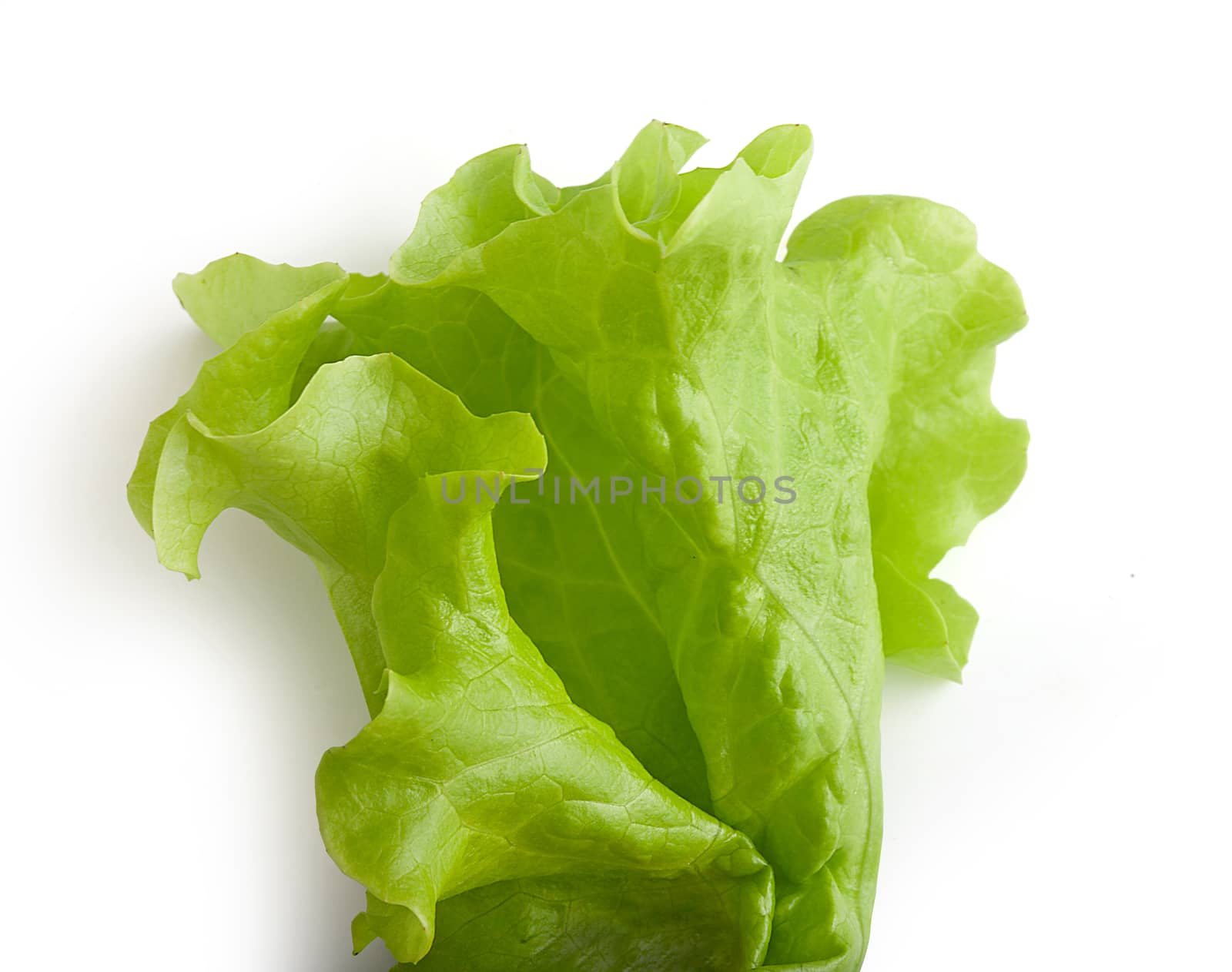 Top view of fresh green lettuce on the white background