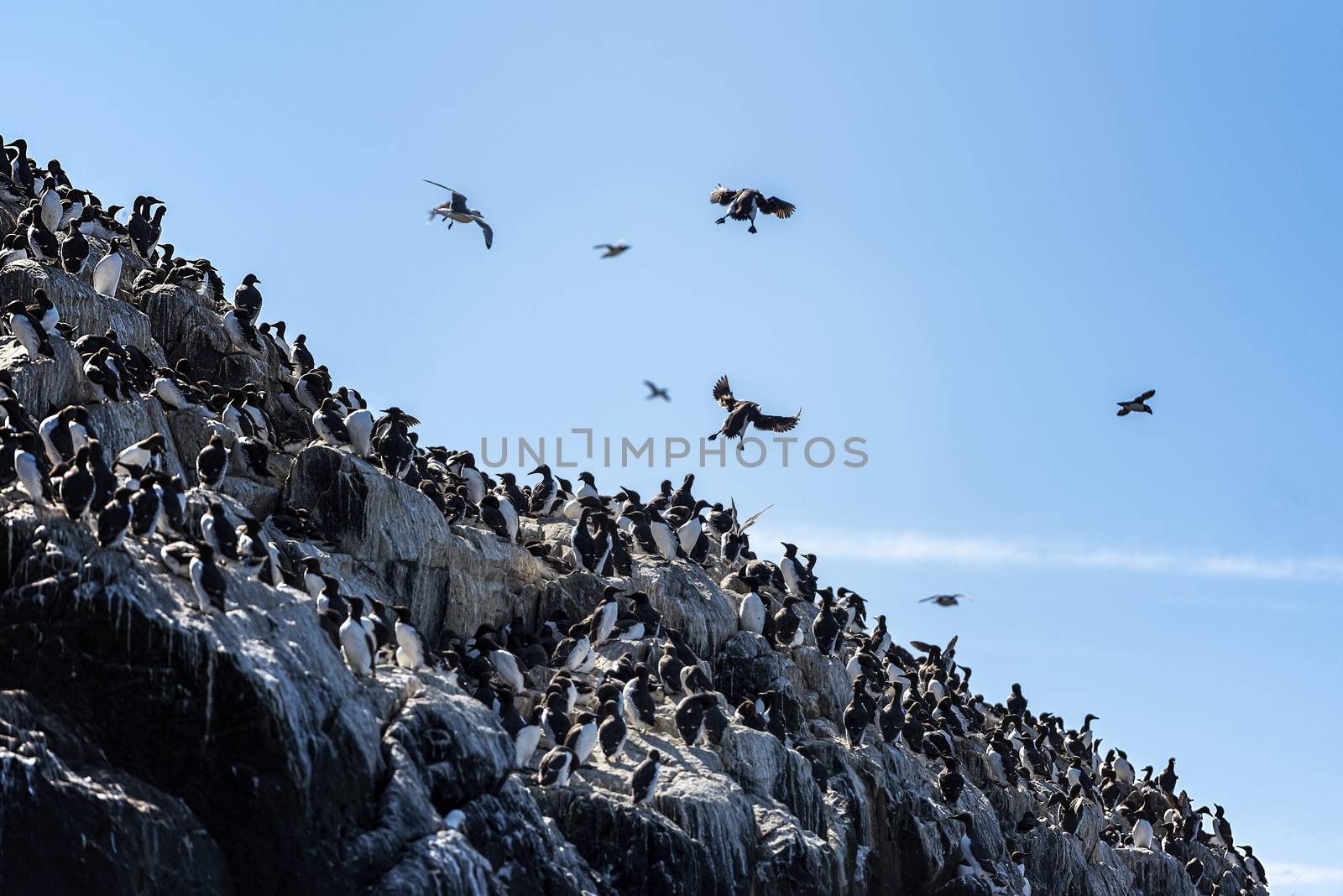 UK, Farne Islands, June 2019: Colony of Cormorants take over a cliff face