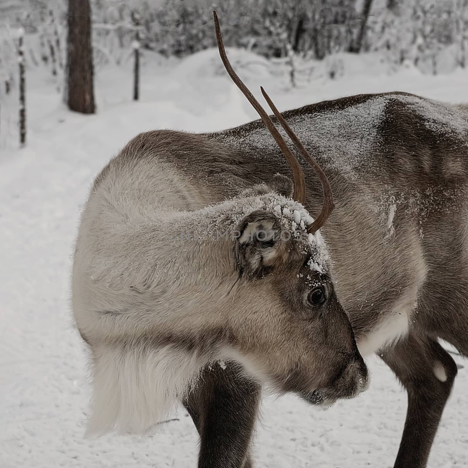 Reindeer out walking in the Lapland forests in  by mrs_vision