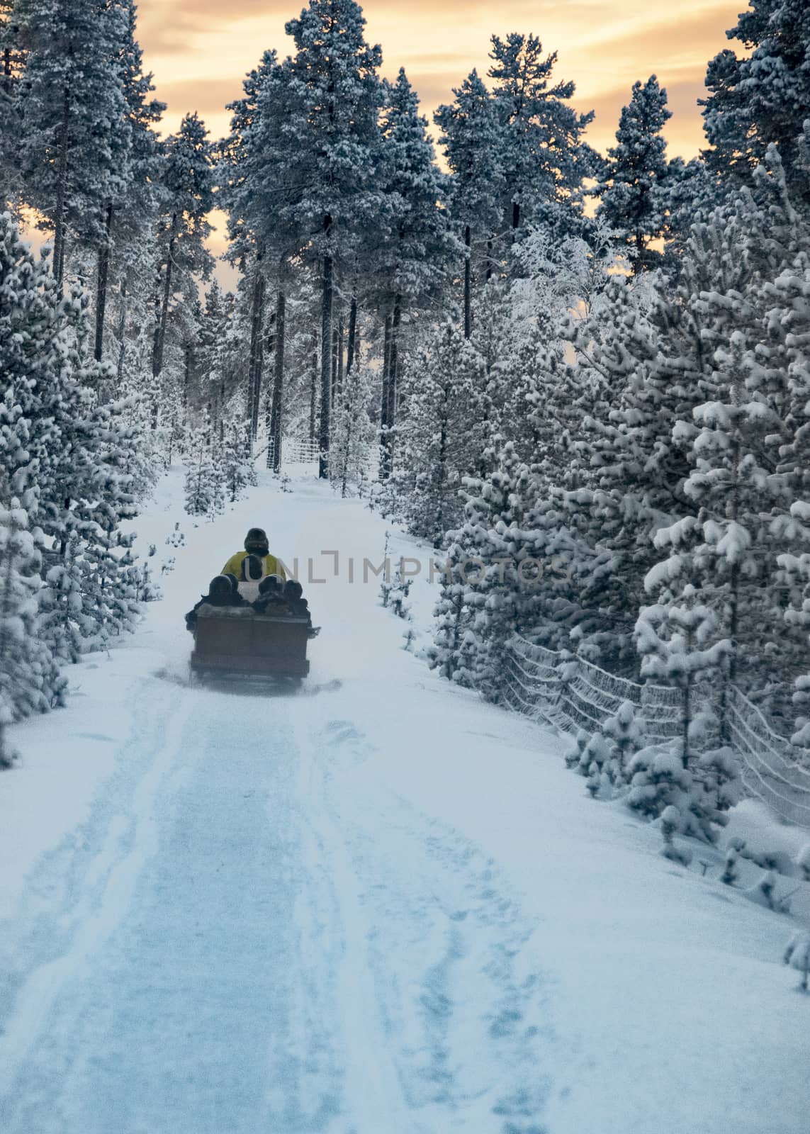 Finland, Inari- January 2019: Snowmobile dragging a trailer full of holiday makers on a tour of the arctic forests under an orange sunset sky