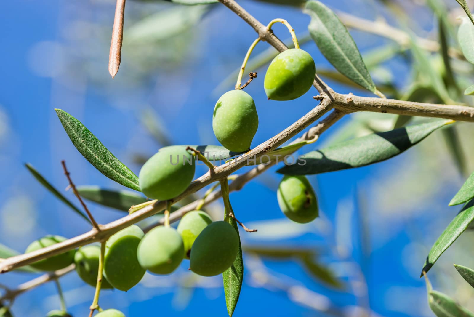 Close-up of green olives on tree branch