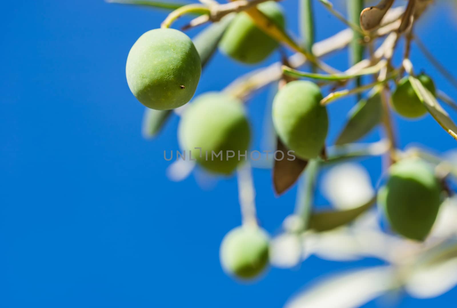 Close-up of green olives hanging on olive tree branch