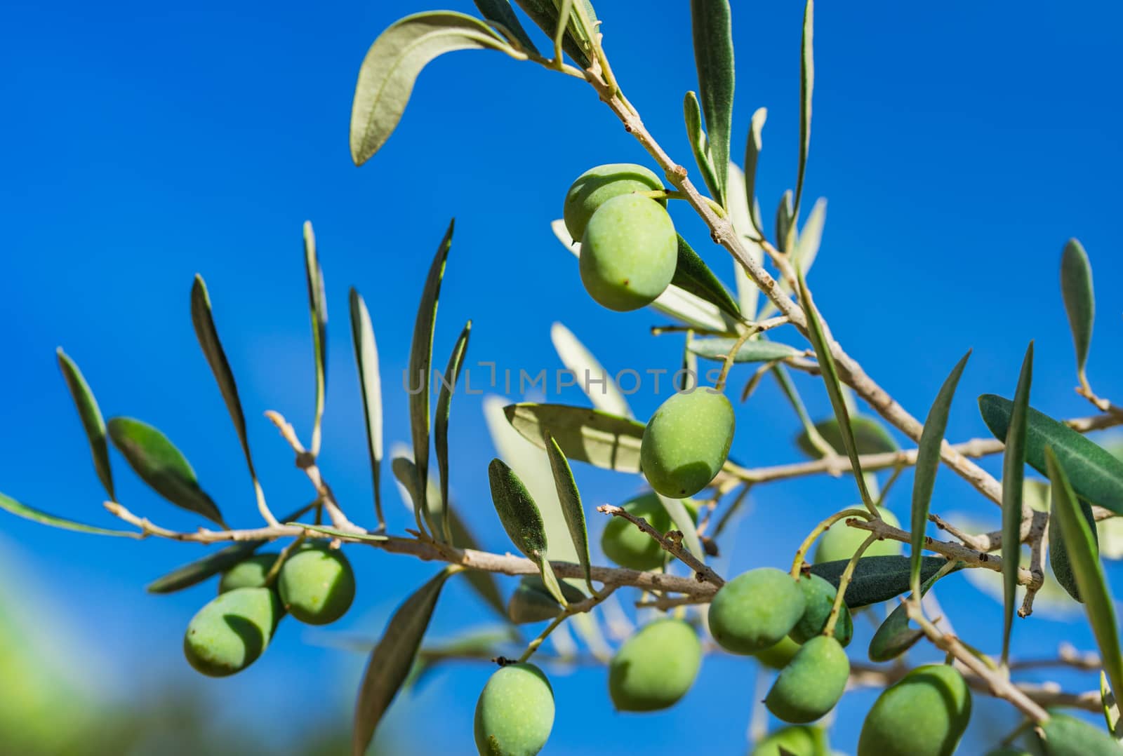 Close-up of ripe green olives hanging on olive tree branch
