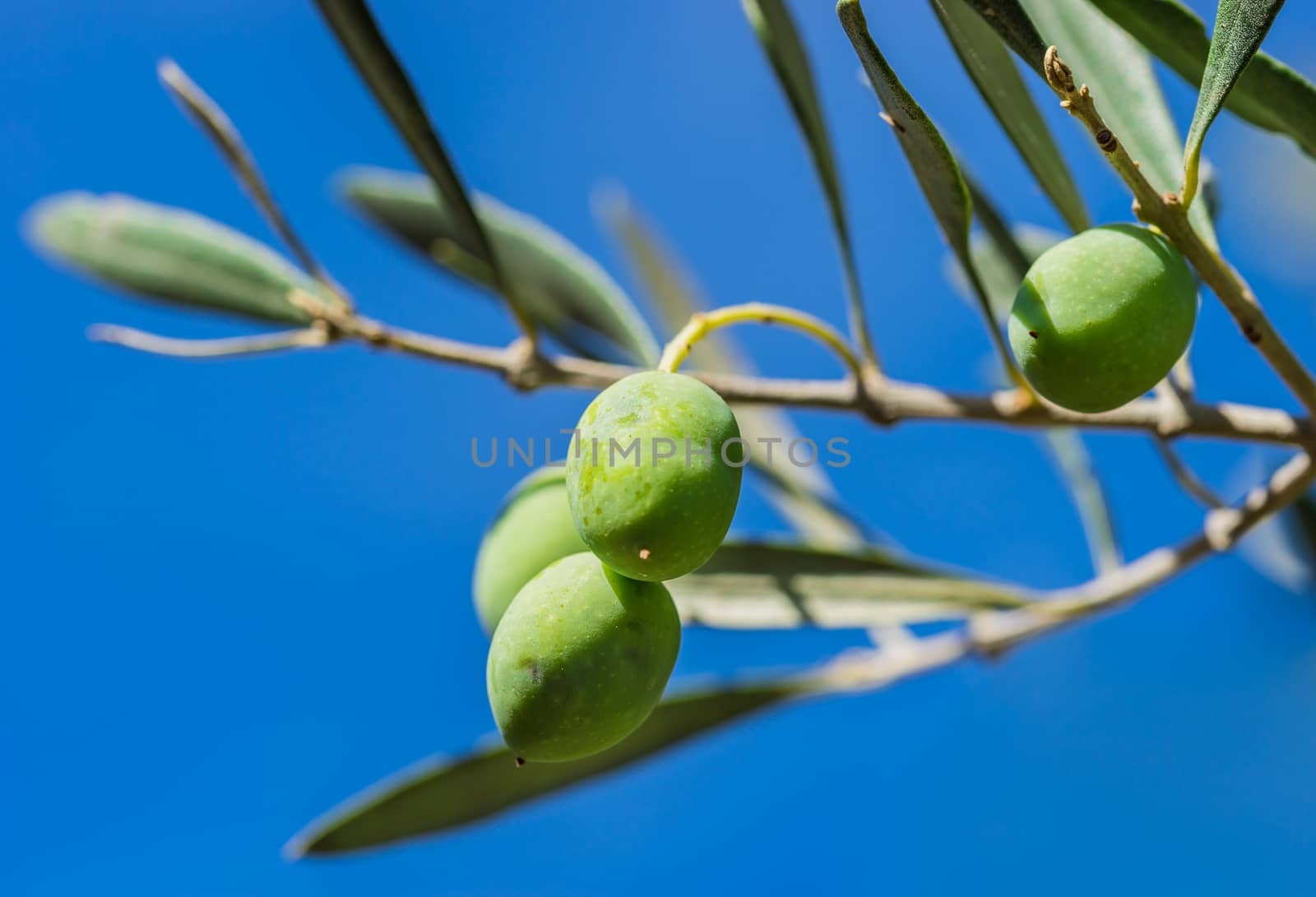 Fresh green olives on olive tree branch, close-up