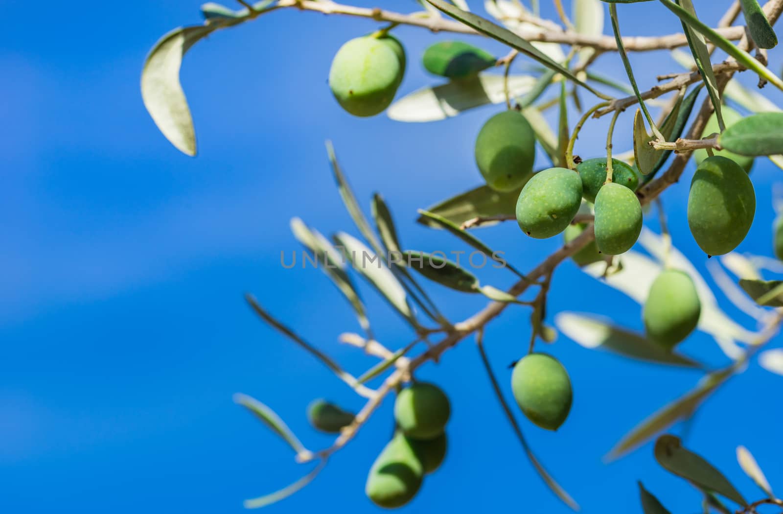 Branch of olive tree with green fruits, close-up