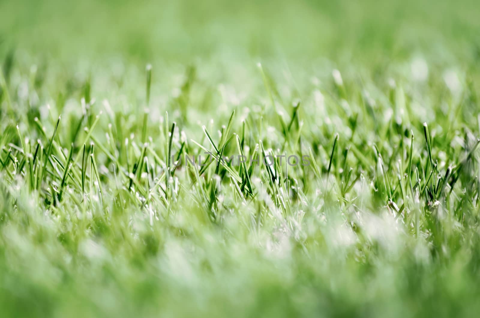 green fresh grass lawn close up nature background pattern summer