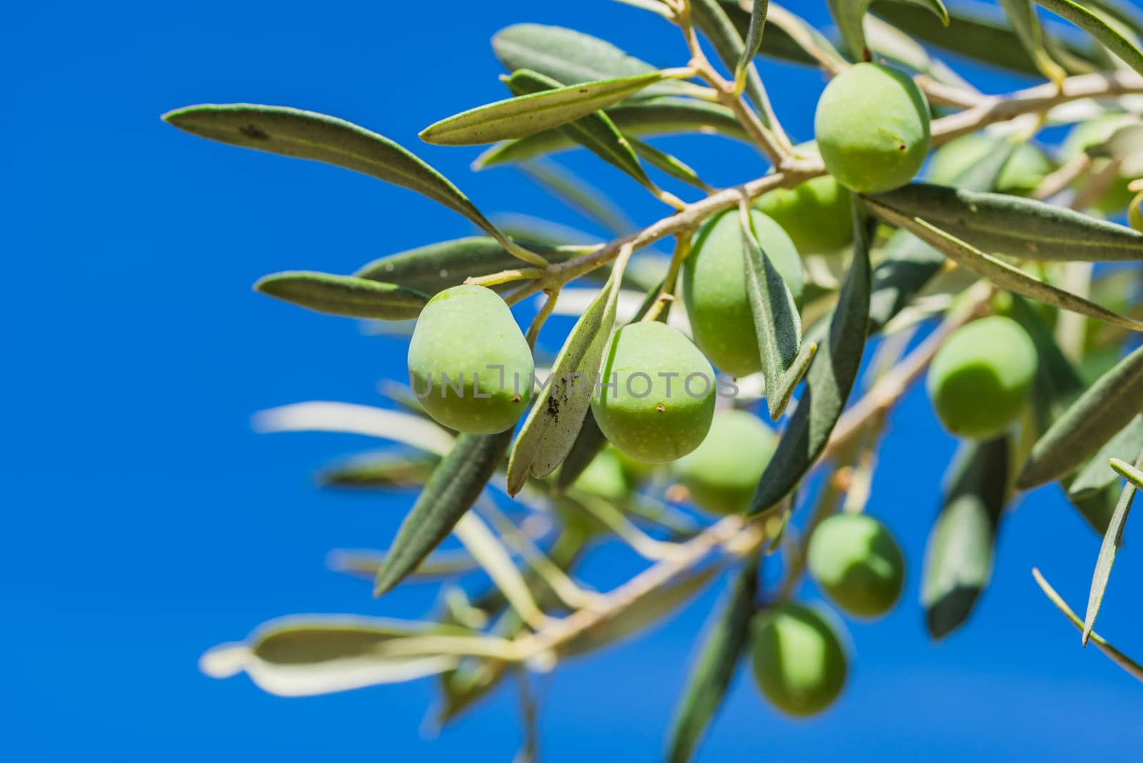 Ripe green olive fruits hanging on branch of olive tree