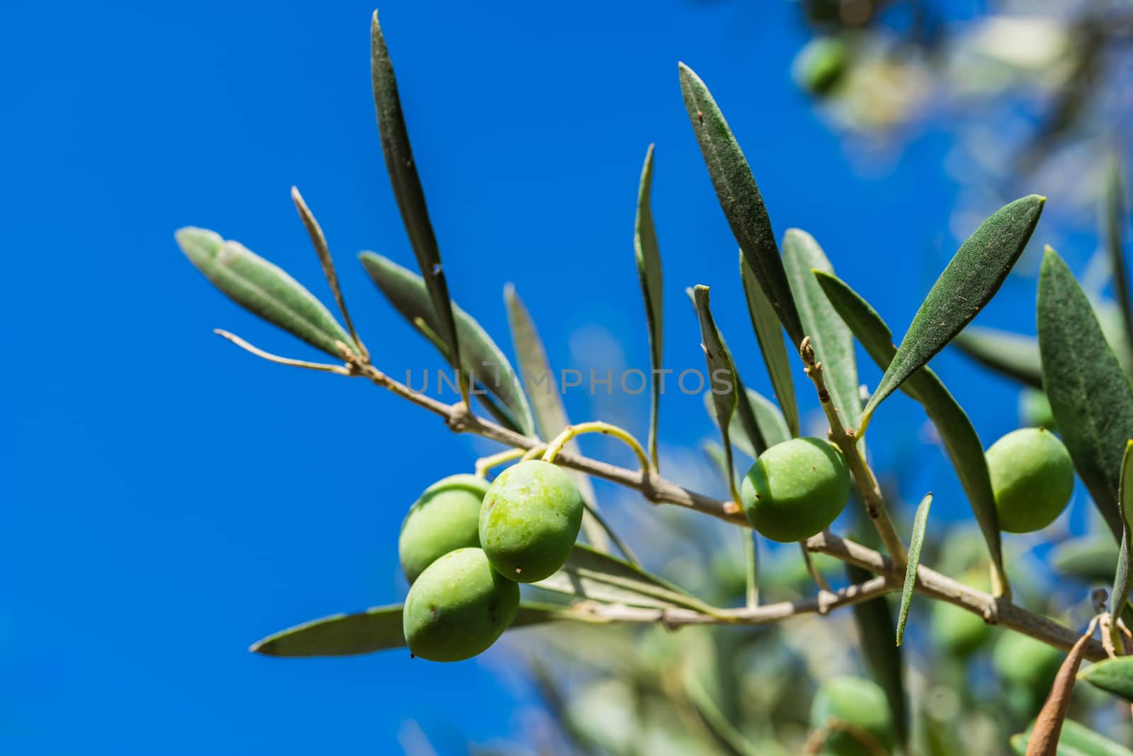 Close-up of ripe green olives hanging on olive tree branch