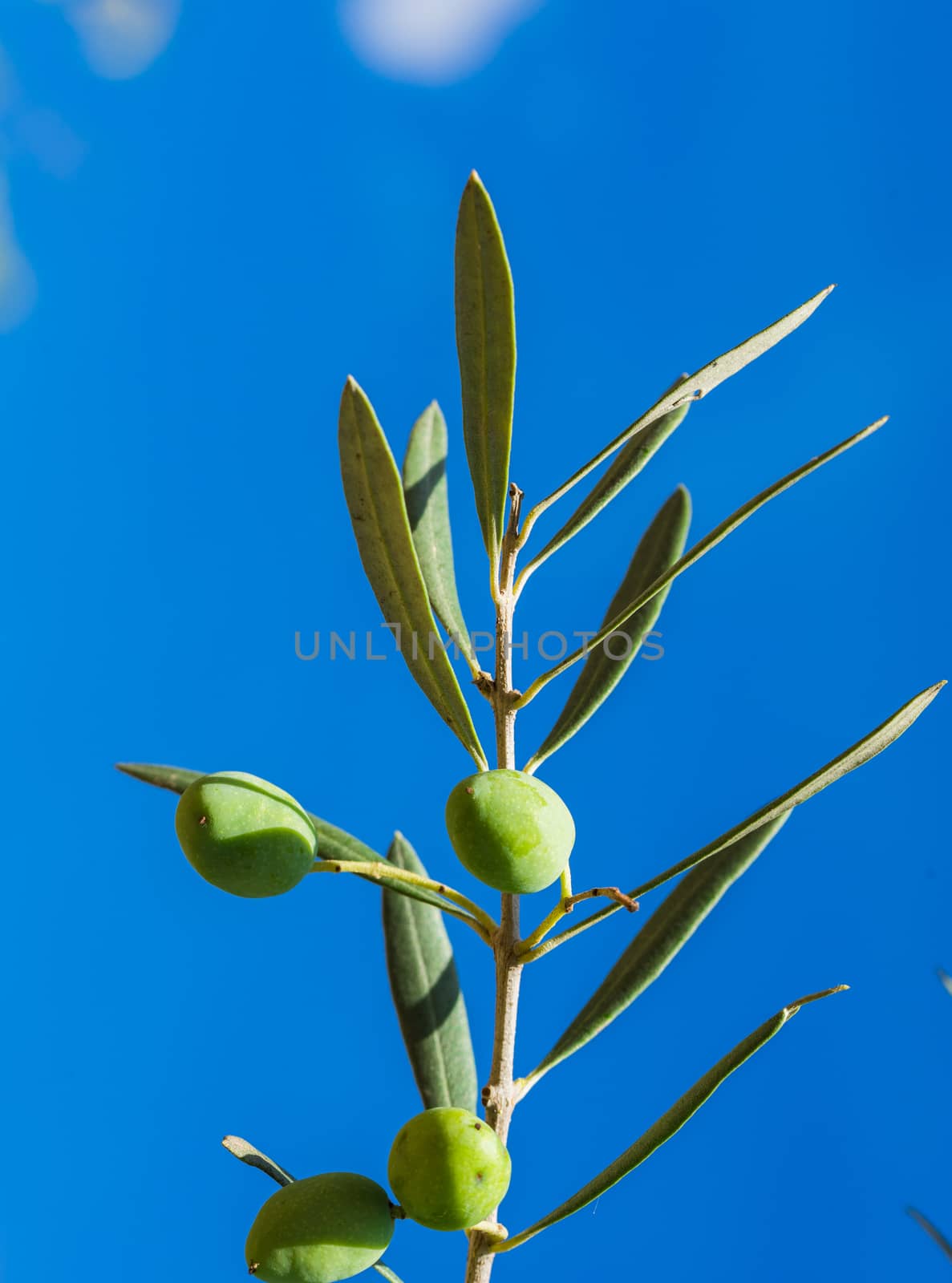 Ripe green olive fruits hanging on branch of olive tree
