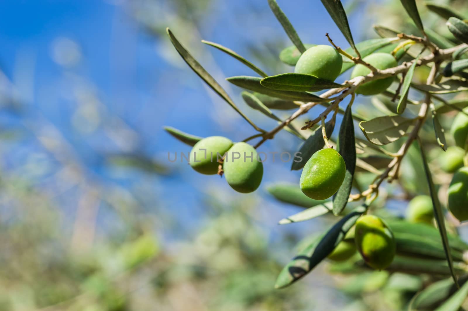 Close-up of green olive fruits with leaves on branch