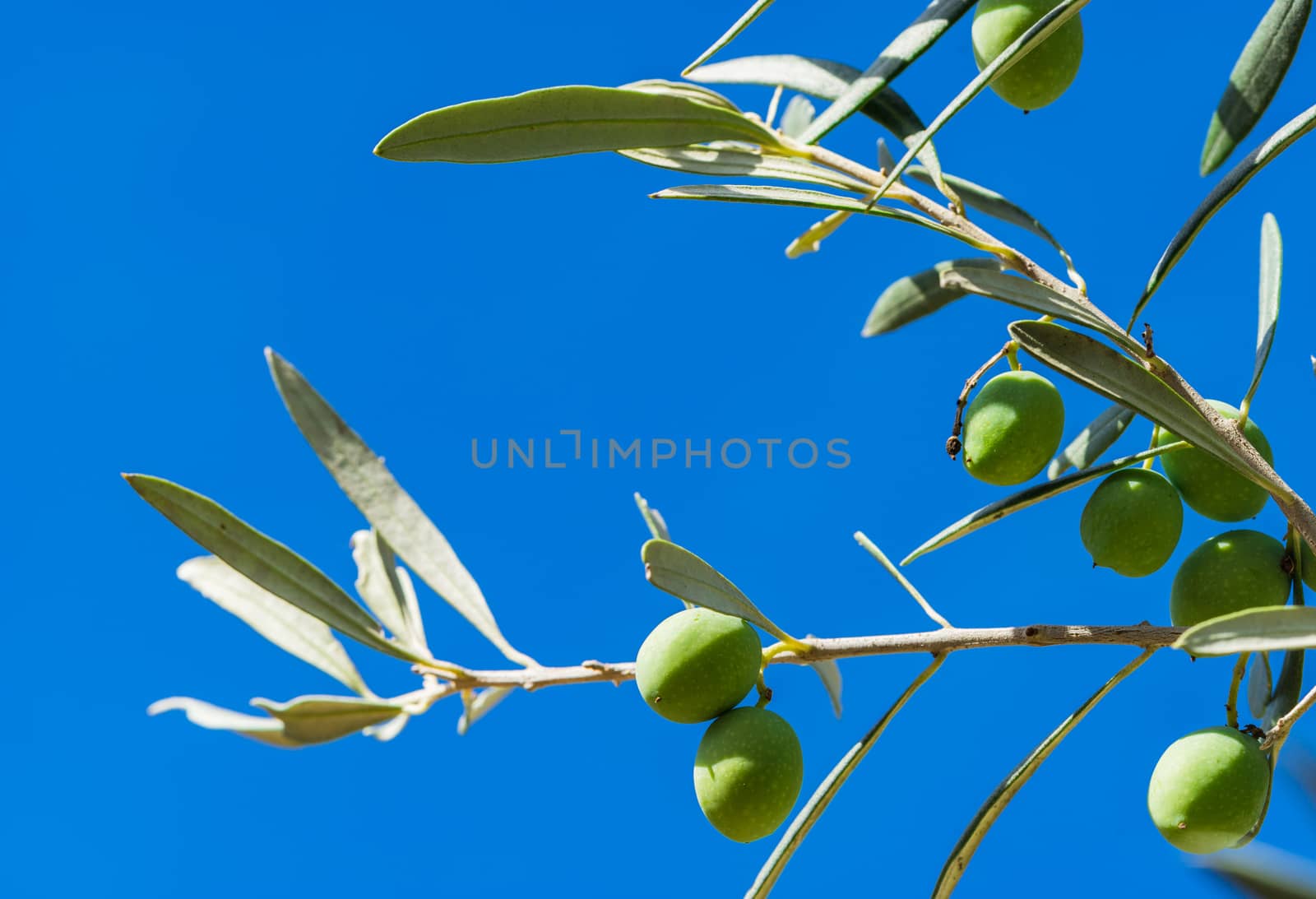 Ripe olives hanging on olive tree branch