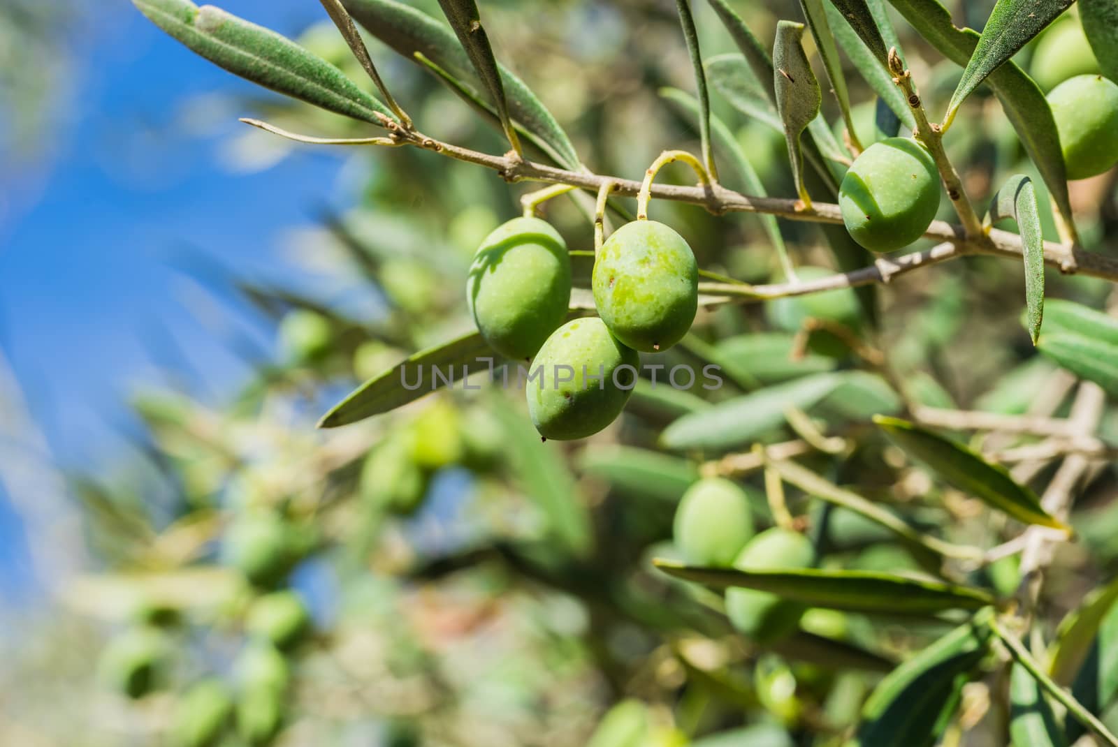 Olives hanging on olive tree branch, close-up