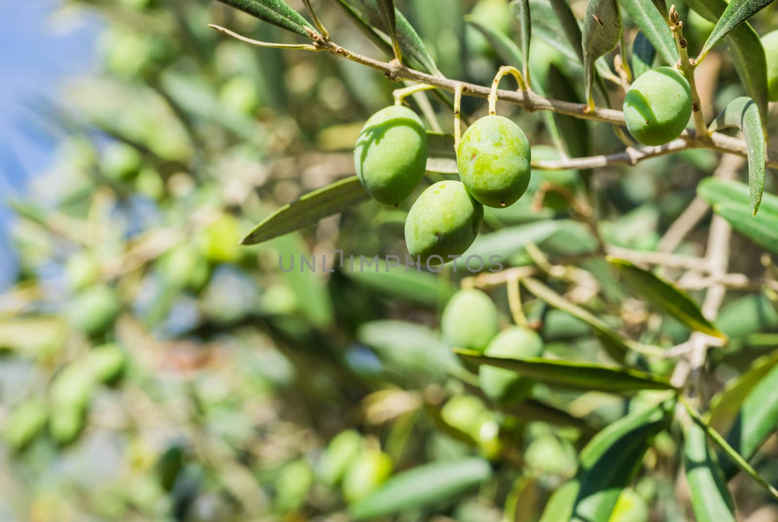Close-up of green olives hanging on olive tree branch