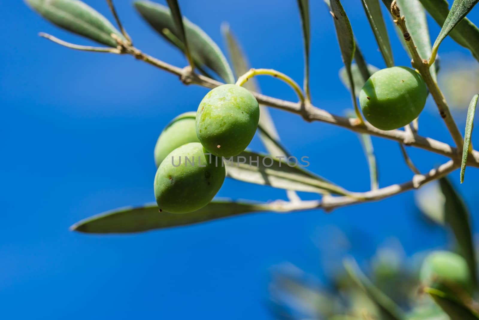 Ripe olives hanging on olive tree branch


