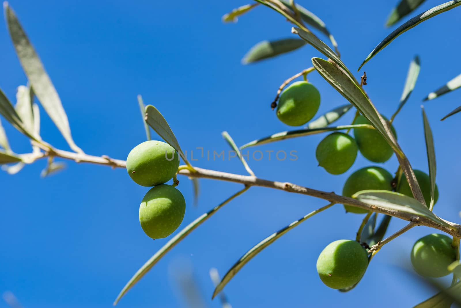Fresh green olives fruits hanging on tree, close-up