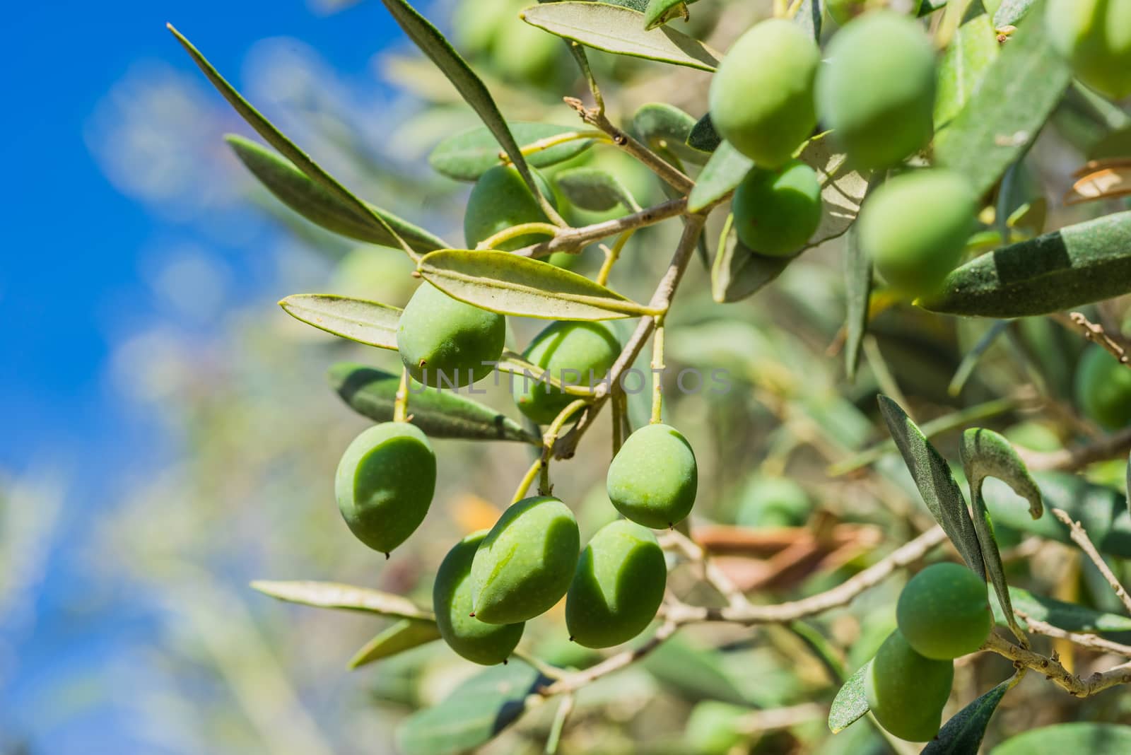 Close-up of green olives fruits on olive tree