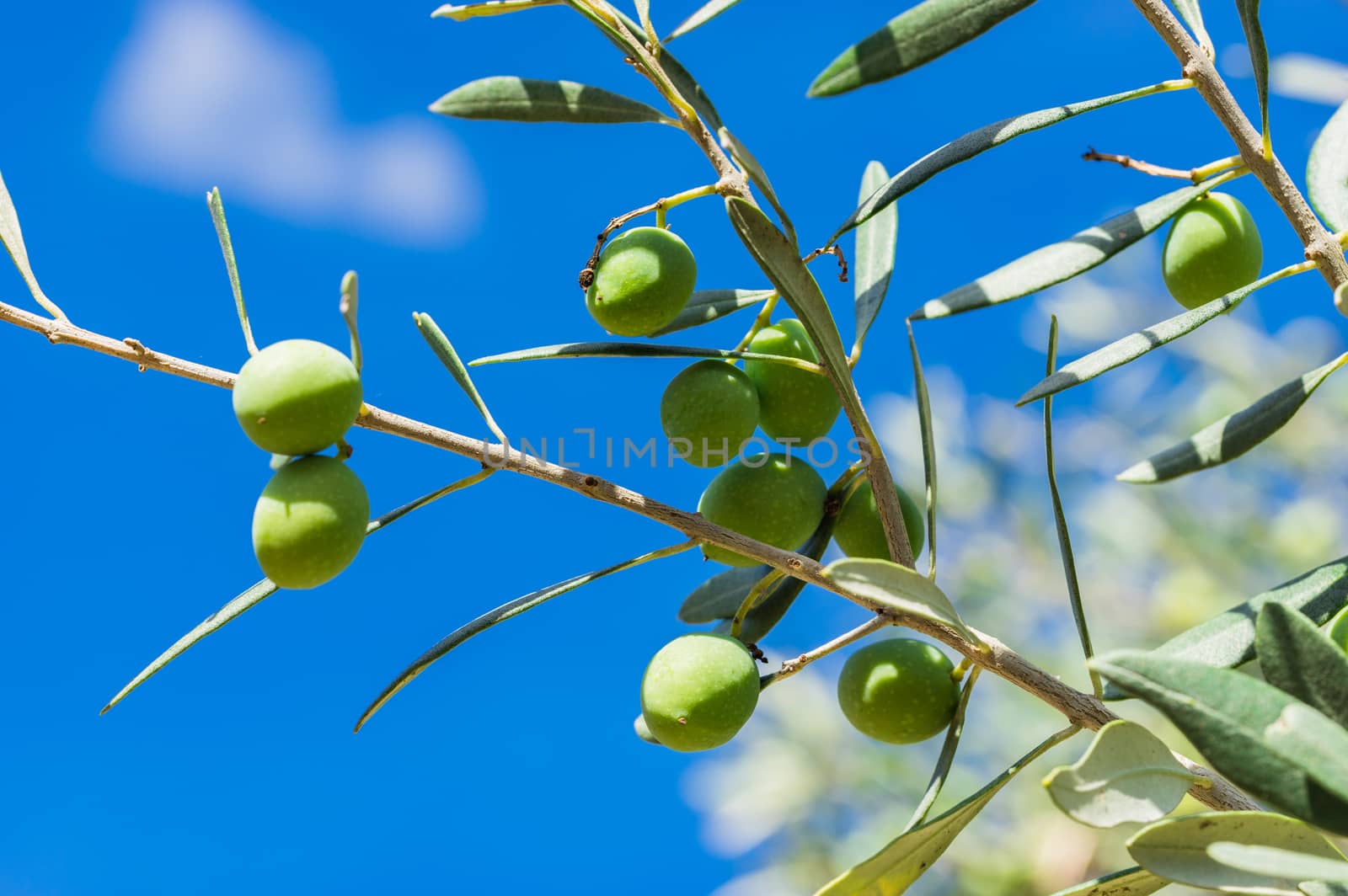 Close-up of olive tree branch with green fruits and blue sunny sky background