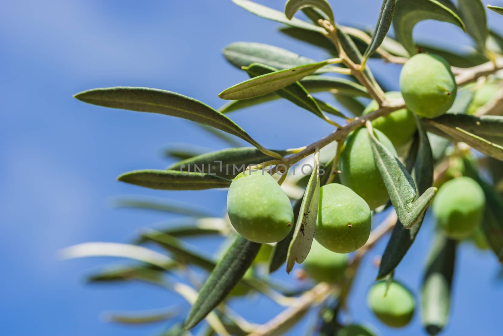 Close-up of green olives fruits on olive tree branch