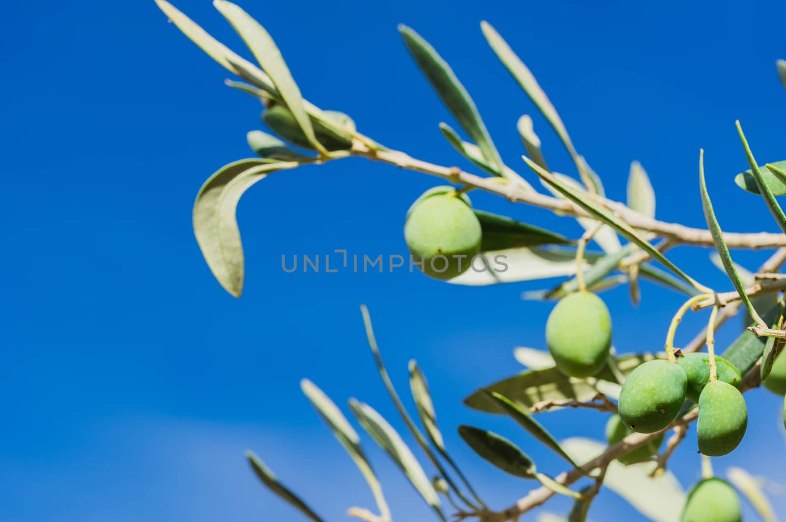 Close-up of olives fruits on olive tree