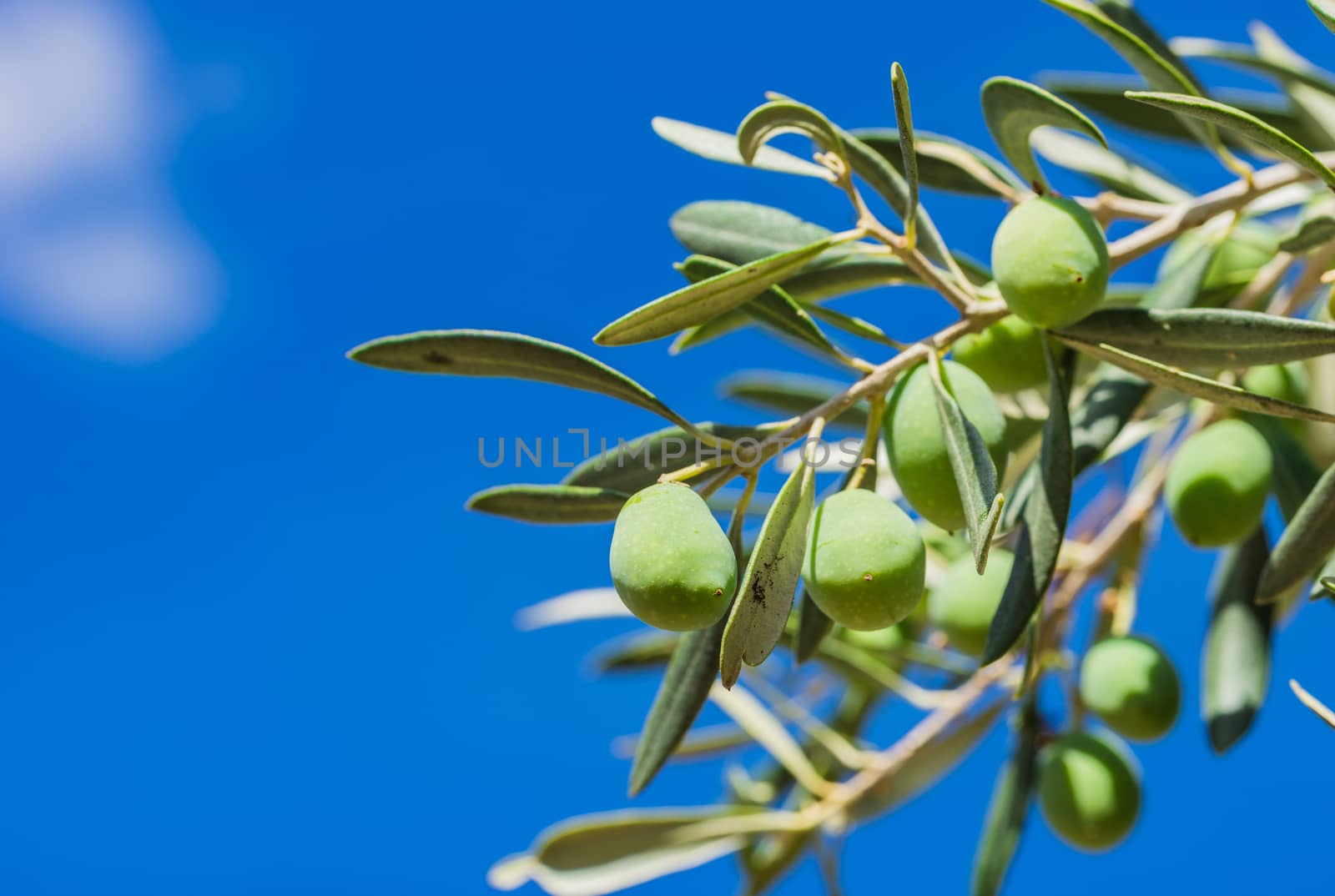 Branch of olive tree with fruits and blue sky background