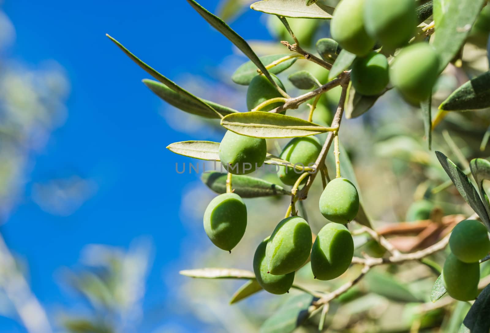 Close-up of olive tree branch with green olive fruits
