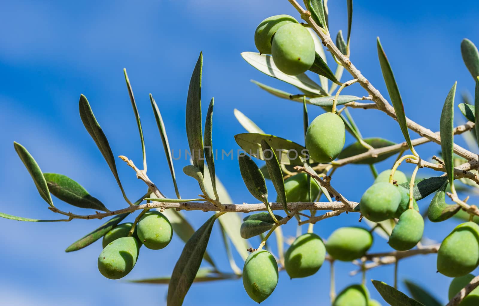 Green olives on tree branch with sunny blue sky background