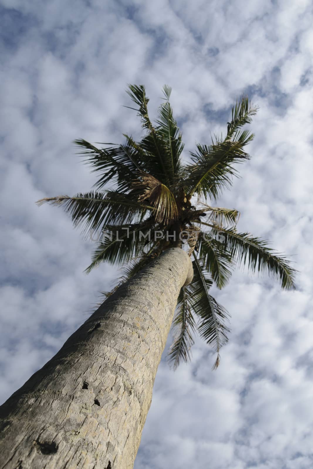 Sri Lanka, - Sept 2015:  Upward view of a palm tree - following the trunk  to the leaves and the sky