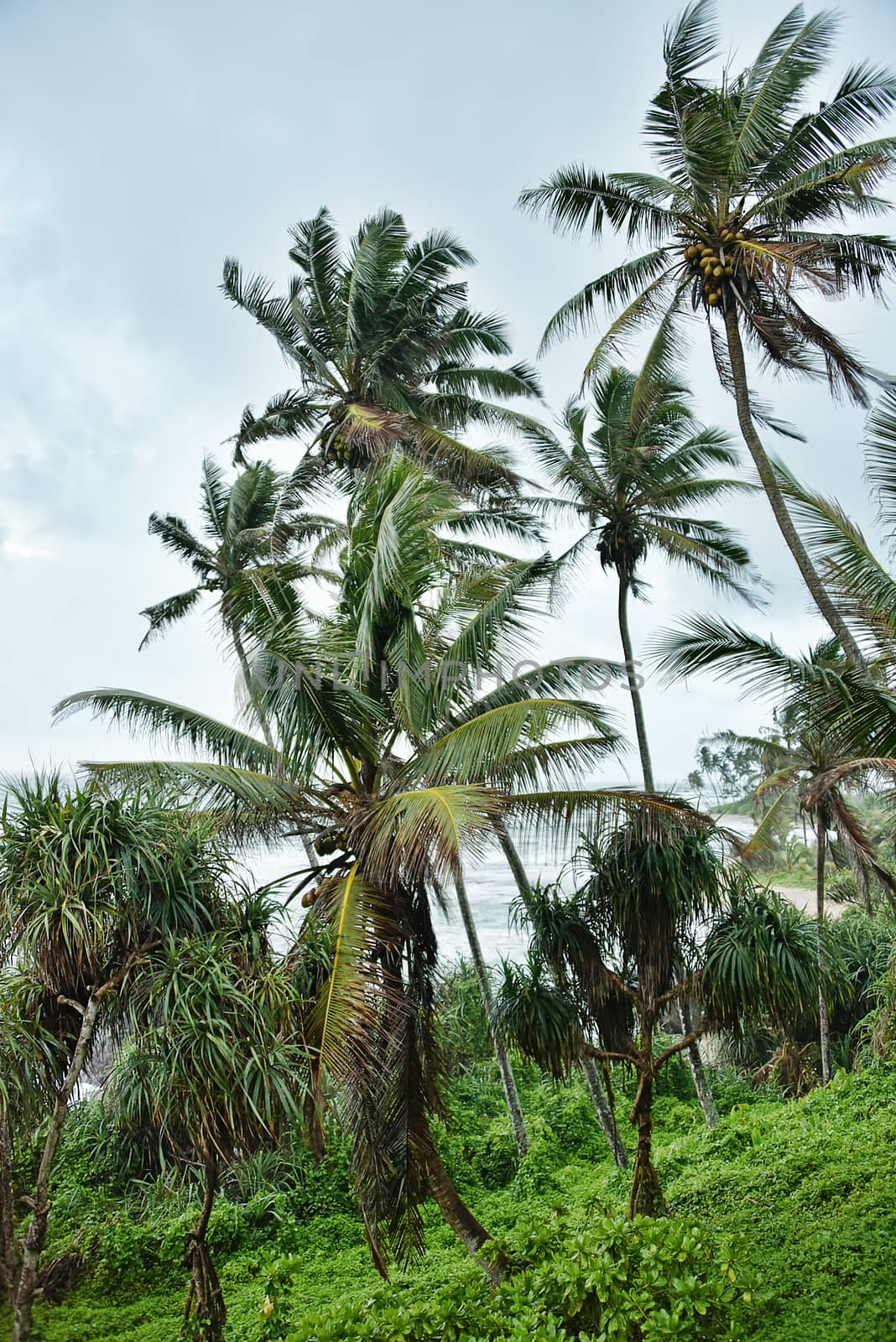 Sri Lanka, - Sept 2015:  Palm trees along  the beach at Galle