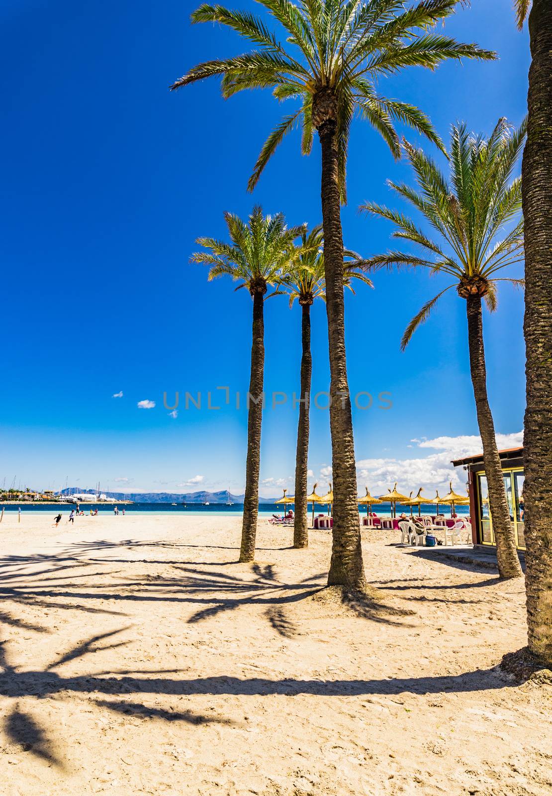 Majorca, Platja de Alcudia beautiful seaside sand beach with Palm trees, Spain Balearic islands