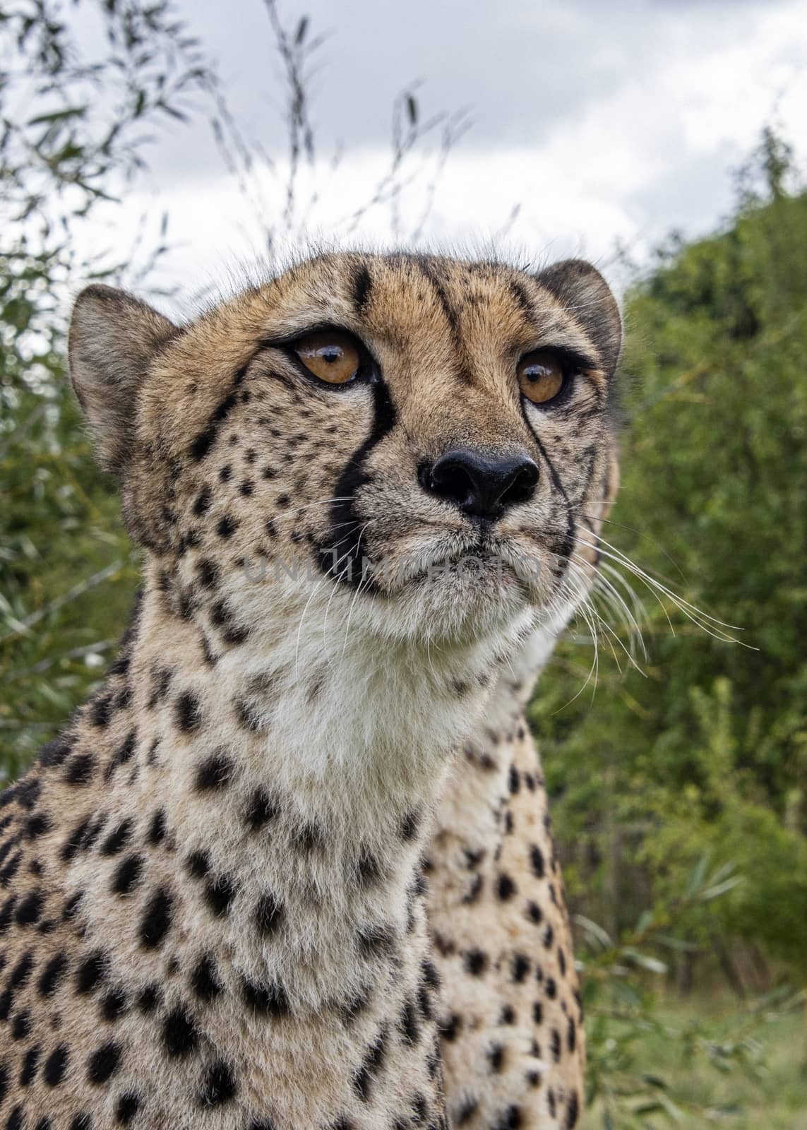 UK, Hamerton Zoo - August 2018:  Cheetah portrait