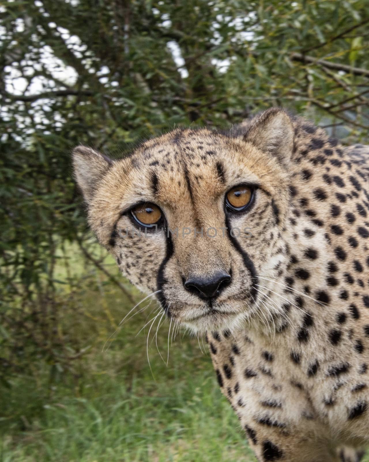 UK, Hamerton Zoo - August 2018: Cheetah in captivity - portrait