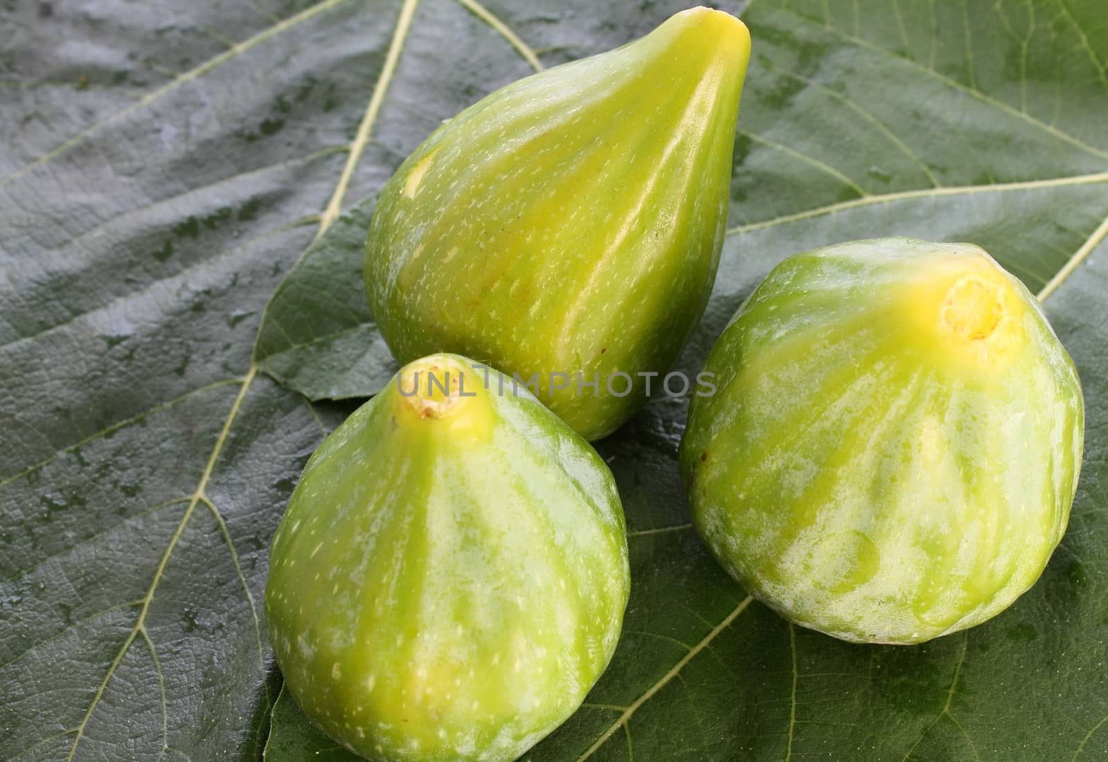 Figs on fig leaf background by Rossella