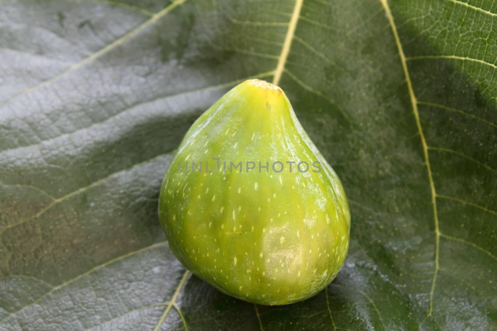 Fig on fig leaf background