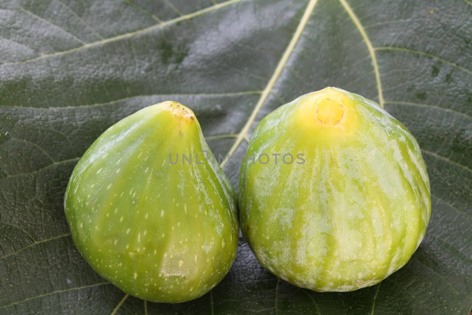 Figs on fig leaf background by Rossella