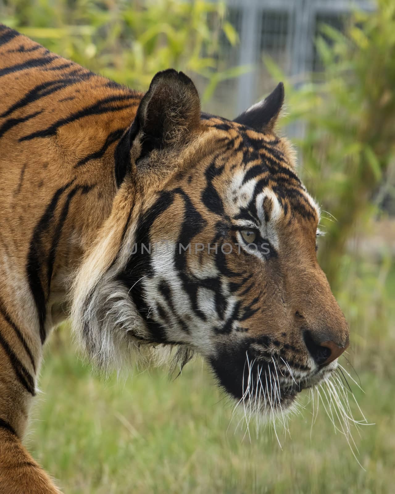 UK, Hamerton Zoo - August 2018: Male malaysian tiger in captivity - Portrait