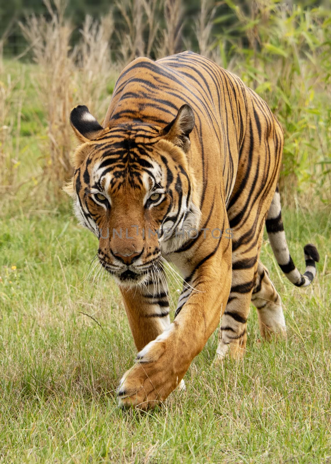 UK, Hamerton Zoo - August 2018: Male malaysian tiger in captivity