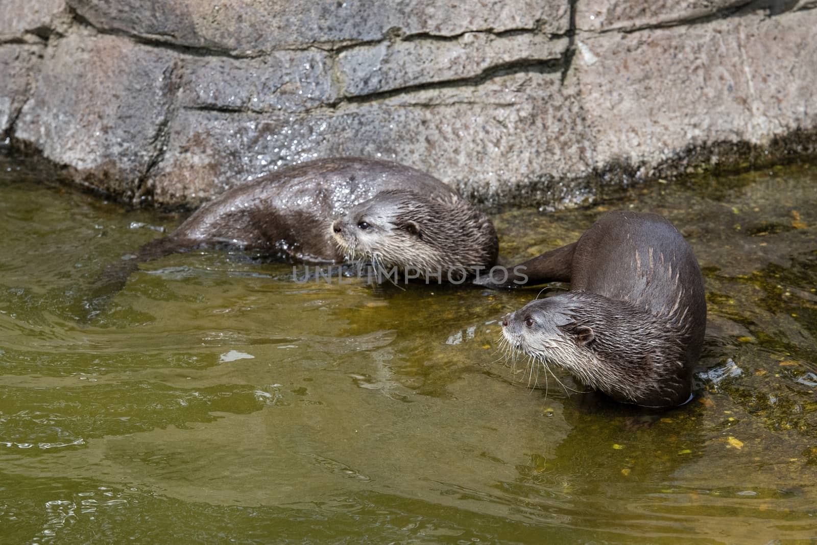 UK, Hamerton Zoo - August 2018: Long Clawed Otter in captivity