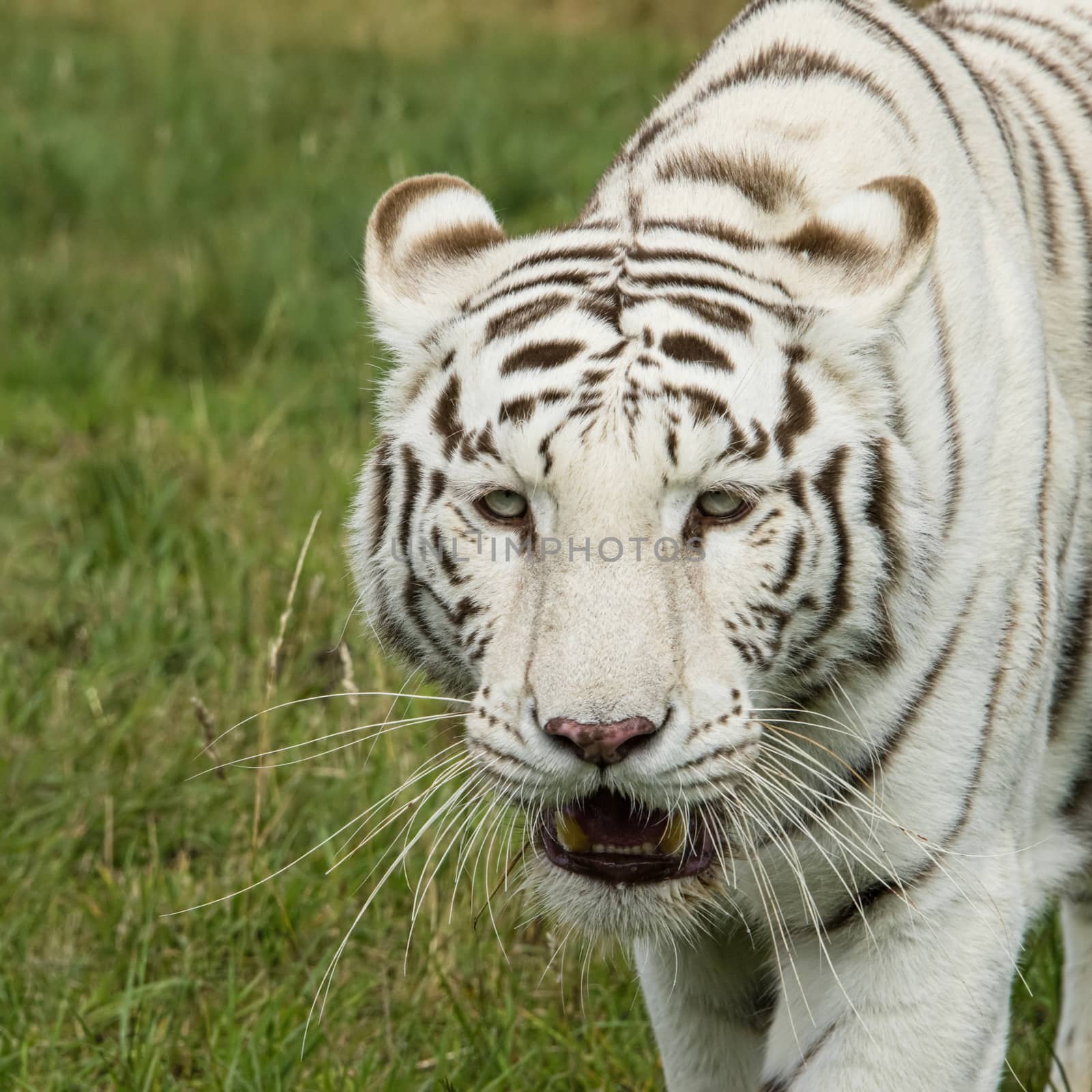 Female white tiger in captivity by mrs_vision