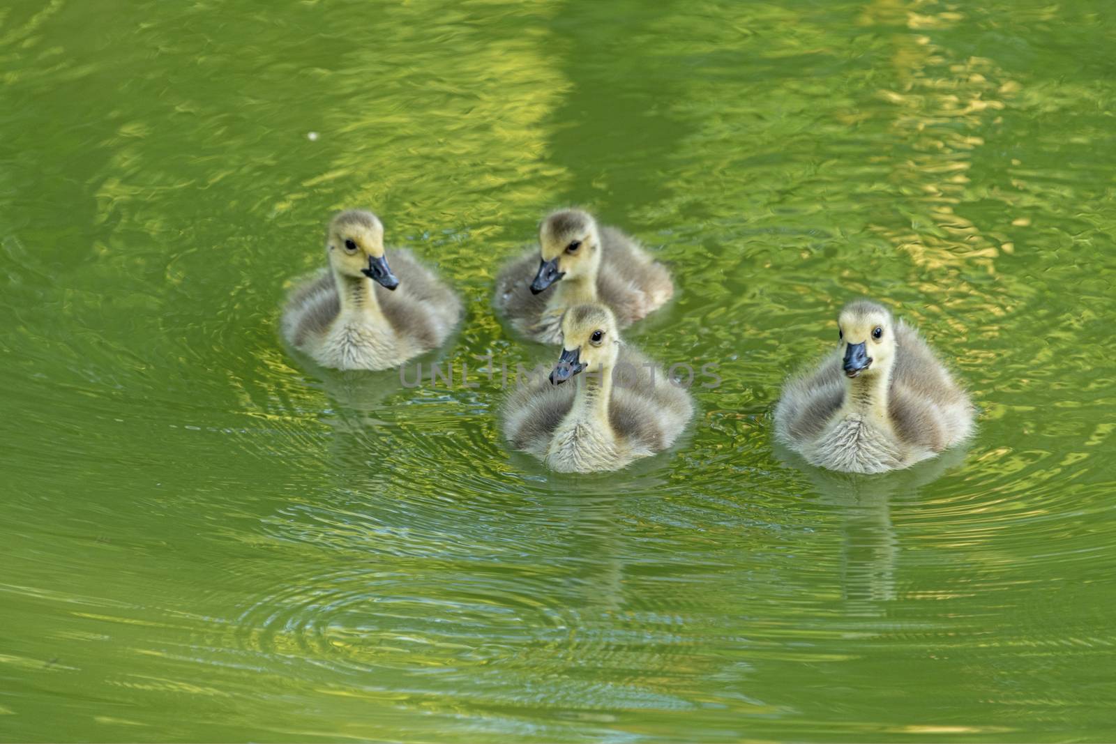 DE, Dortmund: June 2018: 4 ducklings swim in the moat of Haus Dellwig, Moated Castle in Westfalia