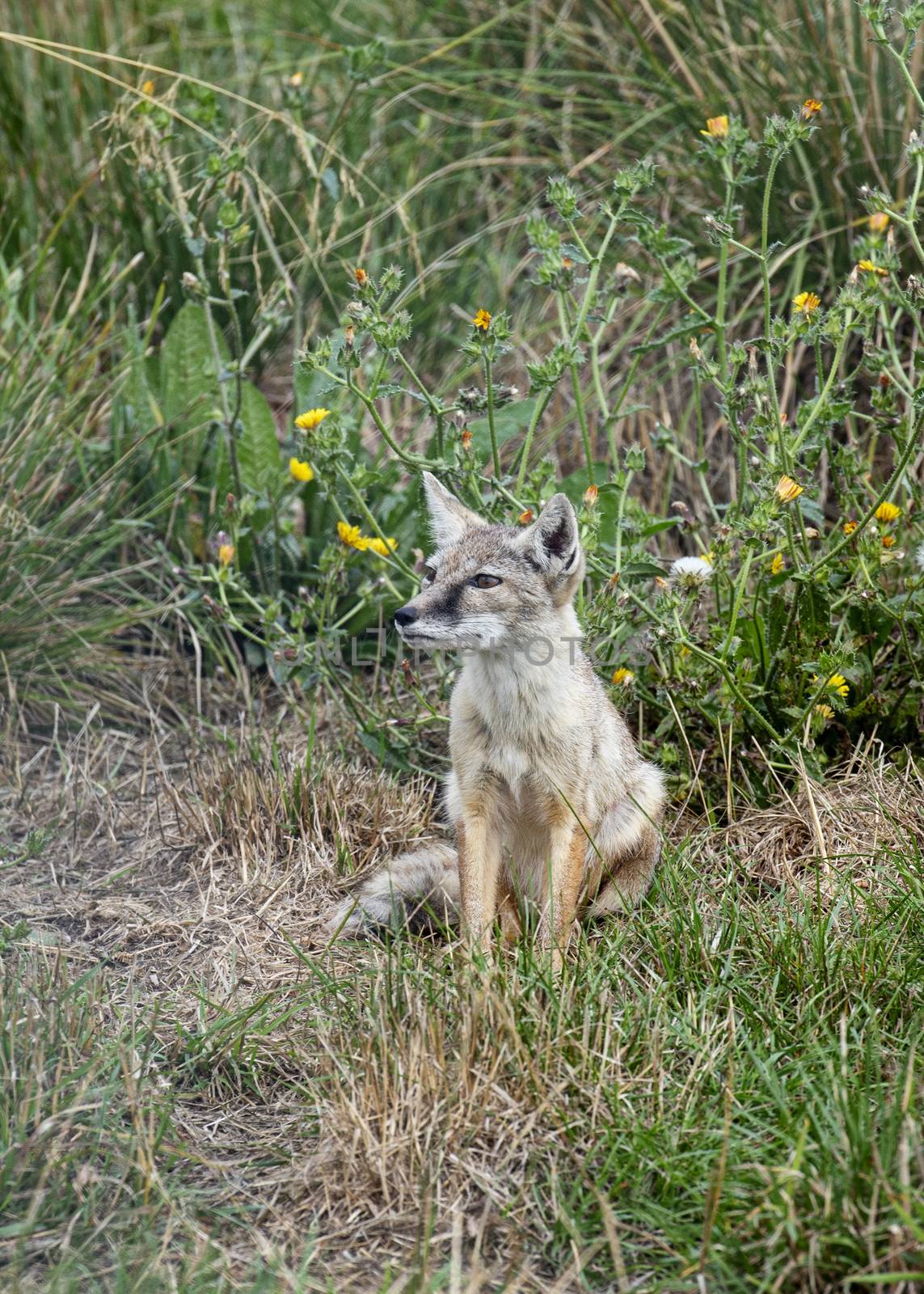 UK, Hamerton Zoo - August 2018: Corsac Fox in captivity