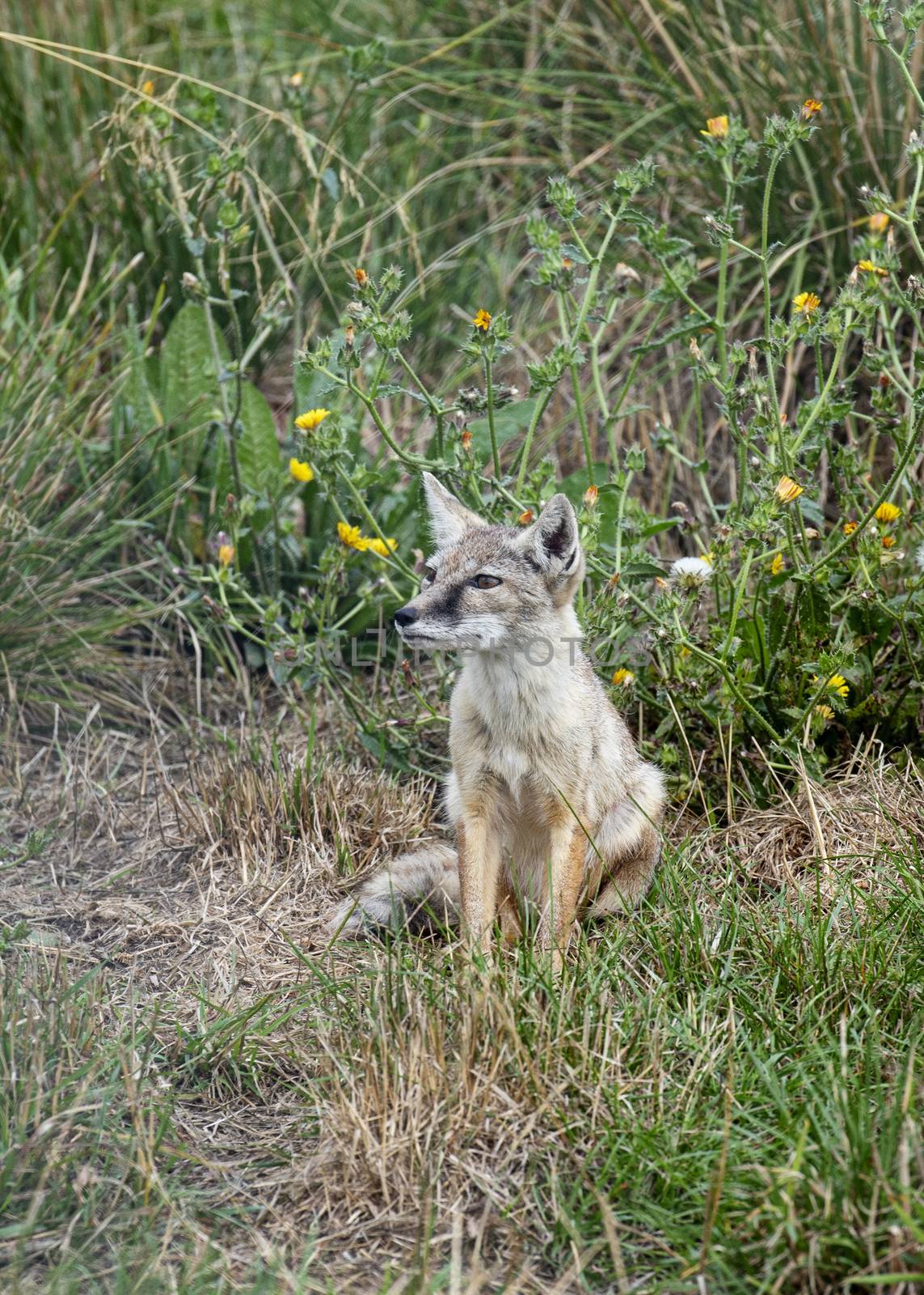 UK, Hamerton Zoo - August 2018: Corsac Fox in captivity