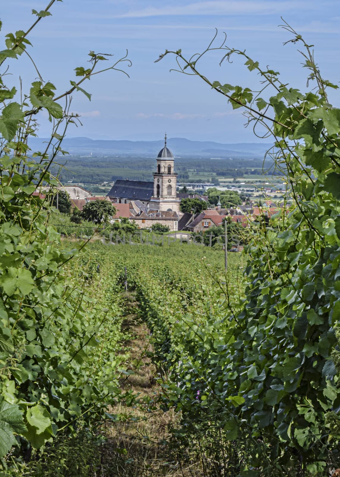 France, Alsace, June 2015 - view of traditional village from between rows of grape vines - portrait