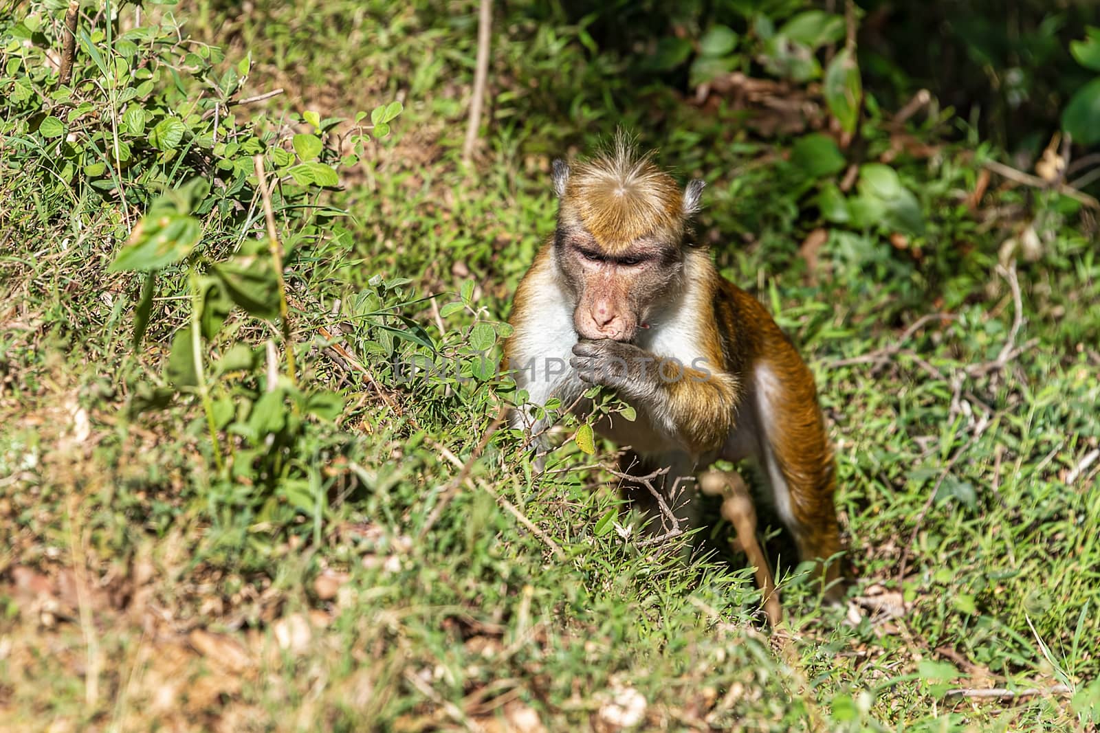 Toque macaque  foraging -  Genus Macaca sinica is a reddish-brown-coloured Old World monkey endemic to Sri Lanka