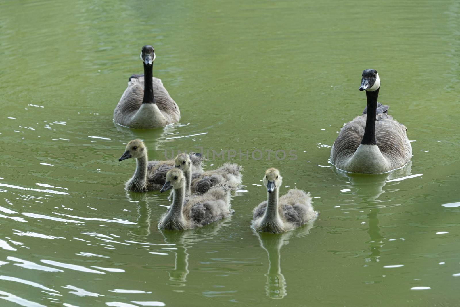4 ducklings and their parents by mrs_vision