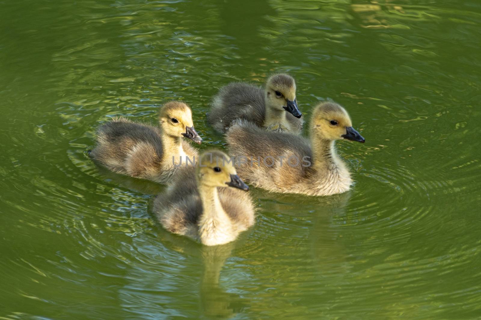 DE, Dortmund: June 2018: 4 ducklings swim in the moat of Haus Dellwig, Moated Castle in Westfalia