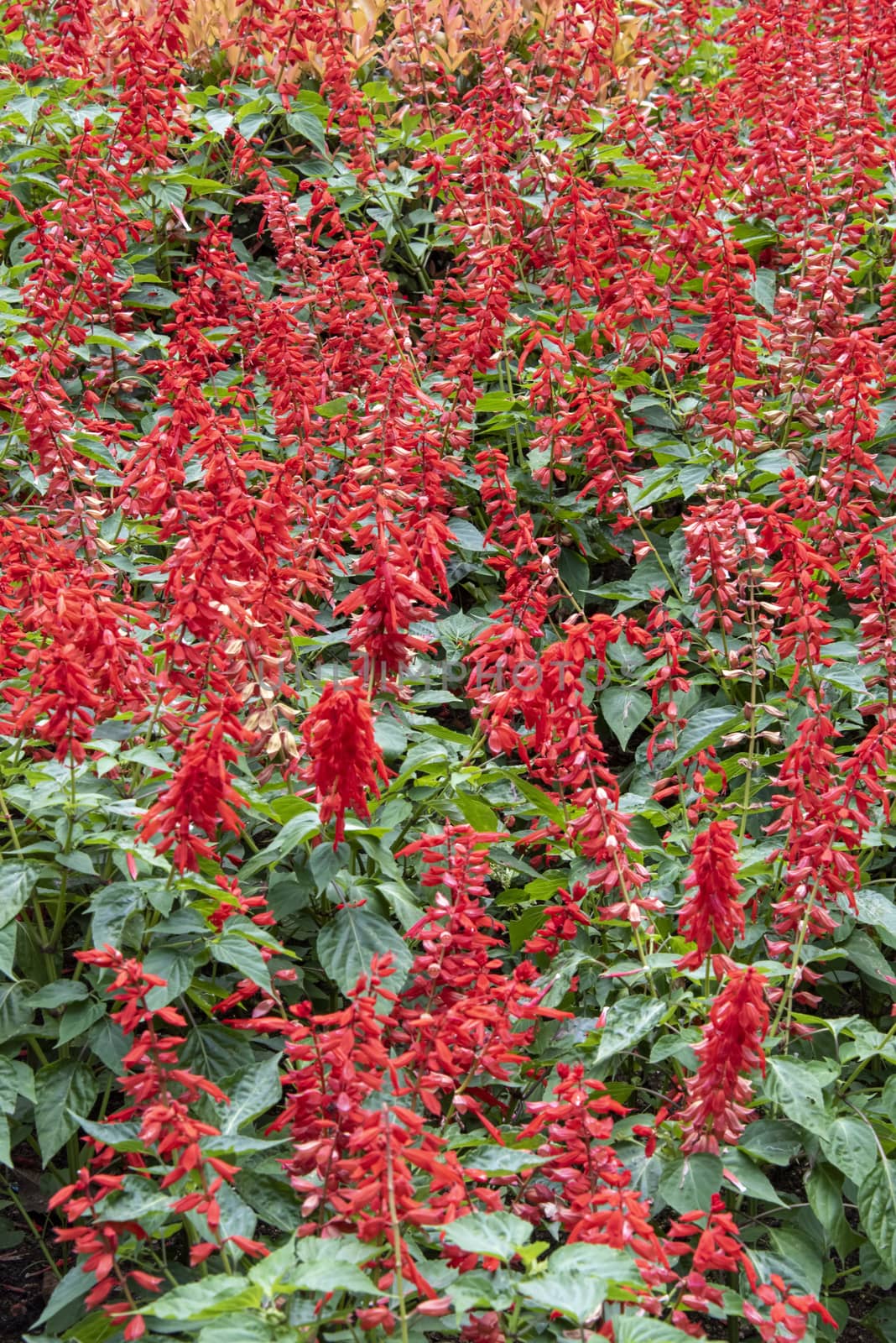Sri Lanka, Botanical Garden - August 2015 - flower bed of bright red blooms