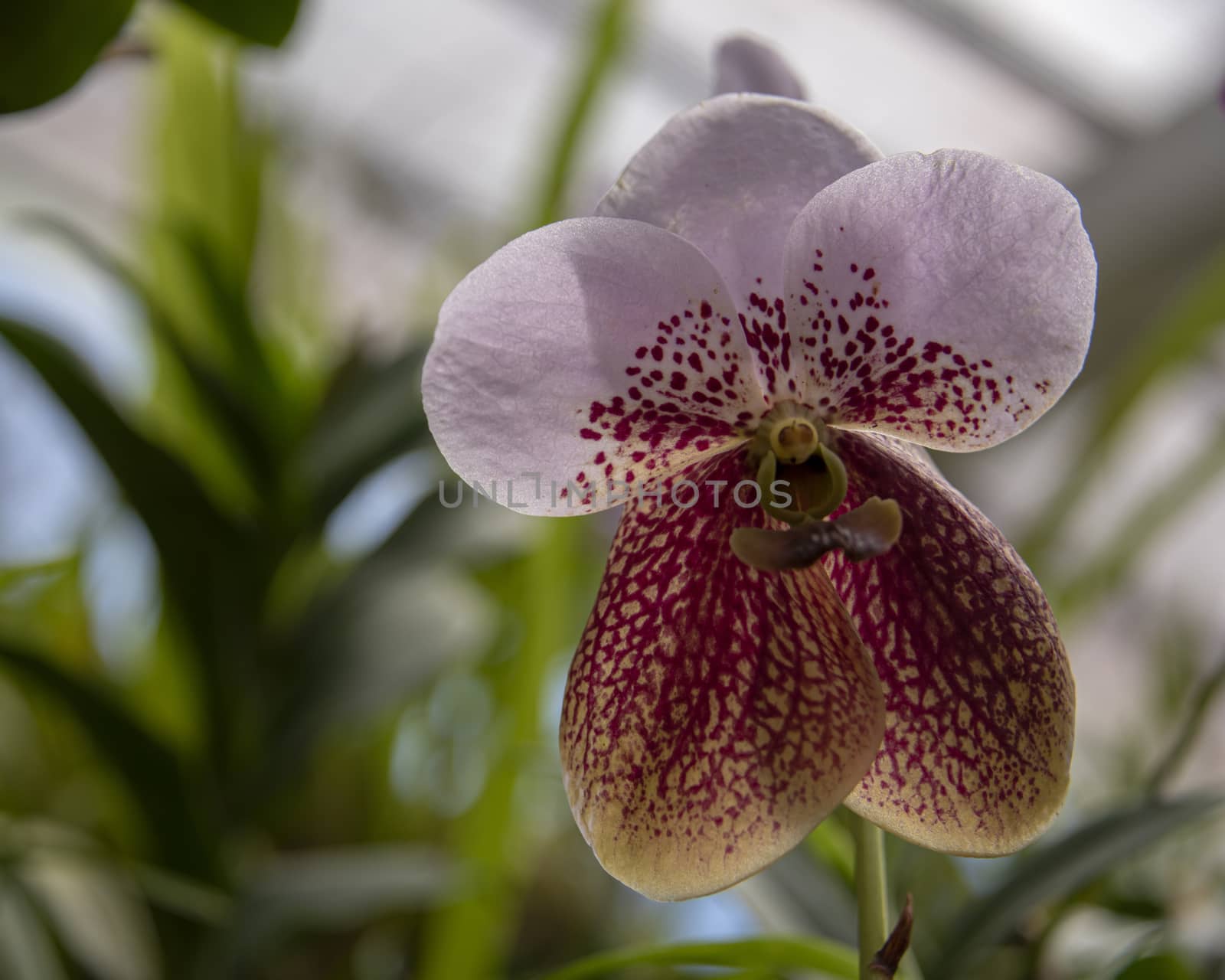 Sri Lanka, Botanical Garden - August 2015 - Orchid blooms