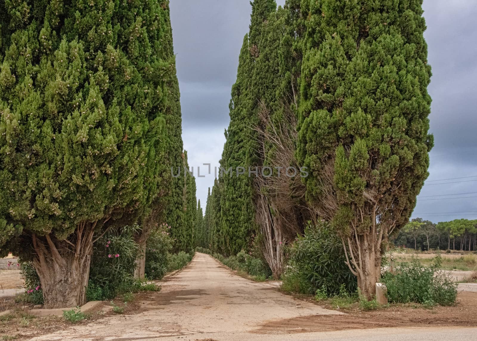 Spain, L'Amettlia Des Valles - Sept 18: Road into the distance between cypress trees